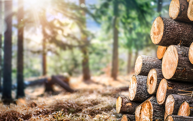 Een stapel boomstammen liggend in het bos